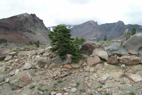 269 2001-07-29 LITTLE PINE TREE AT MT. SHASTA