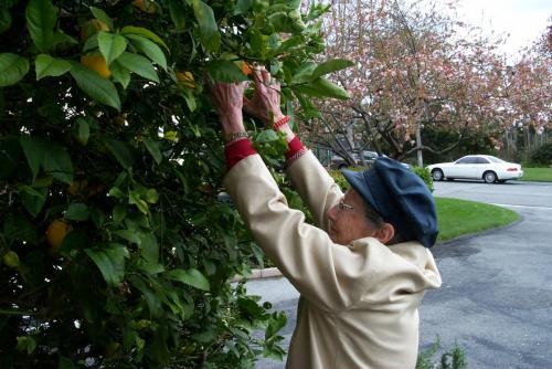 051 2002-03-07 INGE PICKING LEMONS