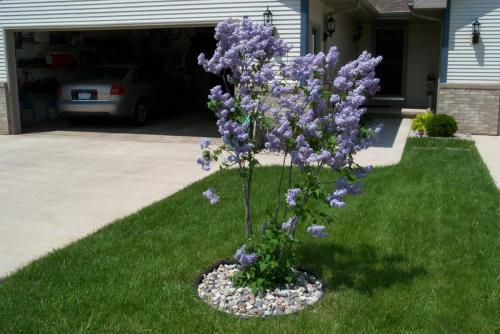 129 2002-05-30  OUR 1 YEAR OLD LILAC BUSH