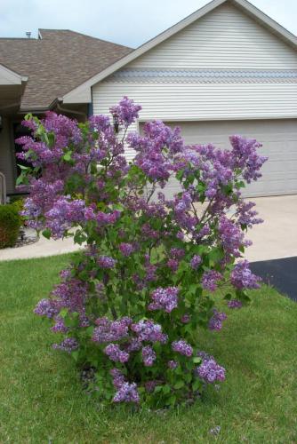 094 2006-05-13 LILAC BUSH