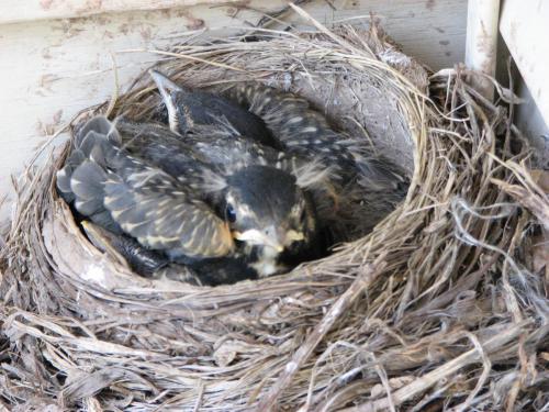 214- 5-22-09 BABY ROBINS IMG 3208