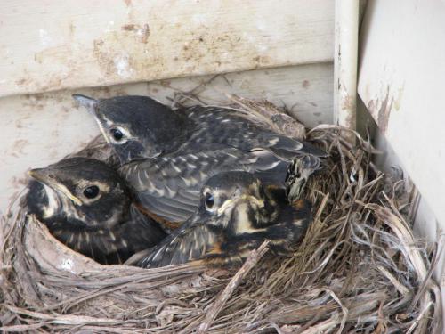 216-5-25-09 IMG 3210 BABY ROBINS END